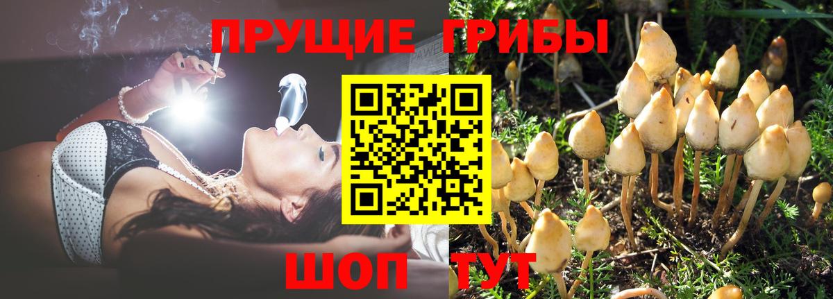 Сибай  Псилоцибиновые грибы Cubensis  Вход с VPN 